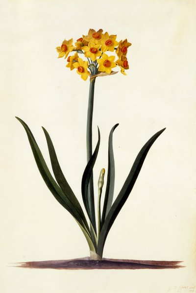 Narcissus by Georg Dionysius Ehret